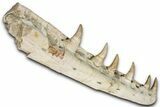 Fossil Mosasaur (Platecarpus) Jaw Section with Teeth - Morocco #353155-3